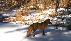 Red Fox